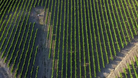 vineyard-lines-in-the-italian-hills-at-sunset,-top-down-view