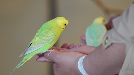 Two-People-Feeding-Cute-Zebra-Parakeets-With-Seeds-On-Their-Hands