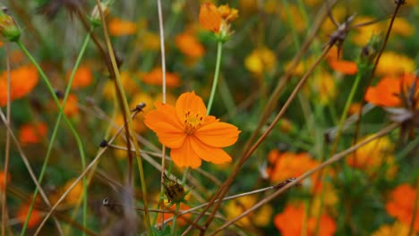 Orange-Flowers-Of-Cosmos-Sulphureus,-Sulfur-Cosmos-In-The-Garden