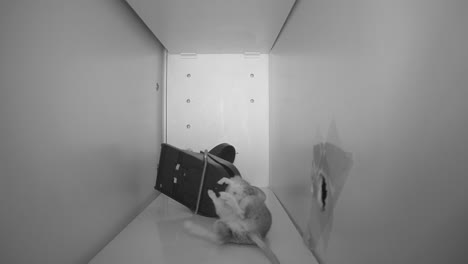 DEVASTATING-FOOTAGE-of-a-mouse-caught-in-a-trap-trying-to-escape,-IR