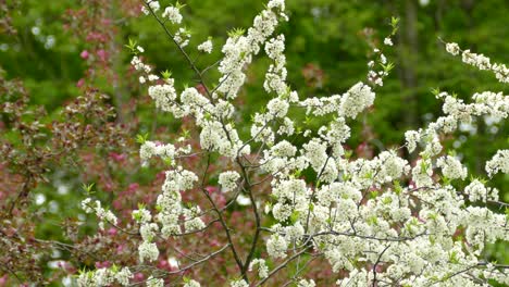 Wunderschöner-Gelbwaldsänger,-Der-Auf-Lila-Blüten-Herumhüpft-Und-Dann-Davonfliegt