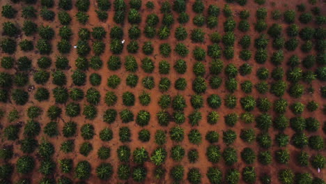Aerial-birdseye-rising-from-coffee-growing-field,-Vietnam
