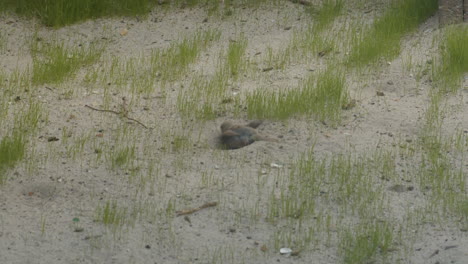 Close-up-of-Single-sparrow-digging-around-in-sand-on-bare-lawn