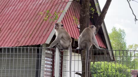 A-pair-of-long-tailed-macaques-found-on-the-wire-fence-outside-the-residential-area,-picking-lice-off-each-other,-cleaning,-sniffing-its-butt-and-slowly-walk-away,-wildlife-shot