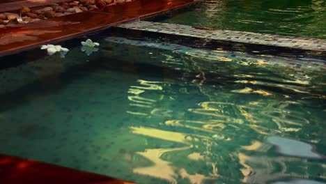 Frangipani-Blüten,-Die-Auf-Einem-Swimmingpool-Schwimmen