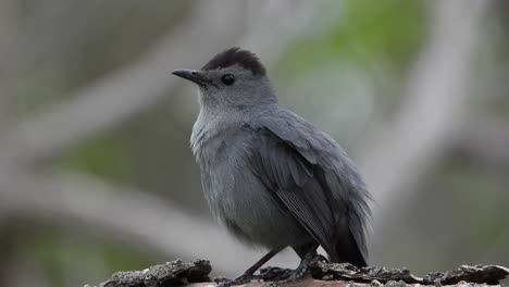 Close-Up-Of-Grey-Catbird-Perched-On-Tree-Wood-In-The-Forest