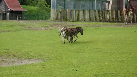 Zebras-Mit-Giraffen-Auf-Der-Grünen-Weide-Im-Zoologischen-Garten-In-Danzig,-Woiwodschaft-Pommern,-Polen