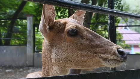deers-in-the-zoo-in-Sawahlunto,-West-Sumatra
