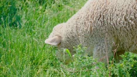 Close-Up-Of-Furry-Sheep-Grazing-On-Green-Fields-In-Anseong-Farmland,-South-Korea