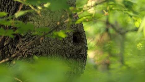 The-white-breasted-nuthatch-enters-a-tree-hole
