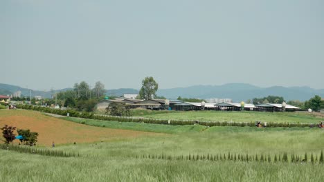 Panorama-Of-Anseong-Farmland-With-Tourists-Riding-Bicycle-On-A-Sunny-Day-In-South-Korea