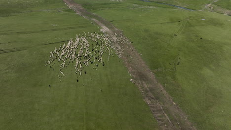 Flock-Of-Sheep-Walking-In-The-Grassland-And-Meadow-Of-Ktsia-Tabatskuri-Managed-Reserve-In-Georgia