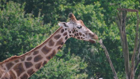 Majestic-wild-Masai-giraffes-chewing-and-eating-greenery