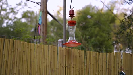 Medium-shot-of-a-hummingbird-flying-away-from-a-red-feeder-in-the-suburbs-of-Los-Angeles