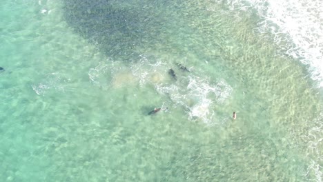 Aerial-top-view-of-dolphins-playing-in-clean,-transparent-sea-water