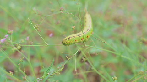 Macro-gimbal-shot-of-white-lined-sphinx-moth-caterpillar-on-vegetation