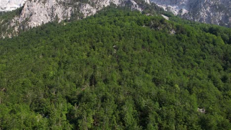 Wild-forest-with-green-pine-trees-on-slope-of-high-alpine-mountains-in-Albania