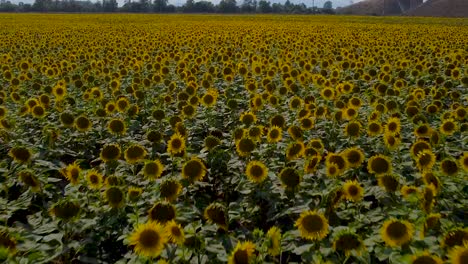 Fast-Drone-flight-close-to-yellow-blooming-sunflower-field-and-cloudy-sky