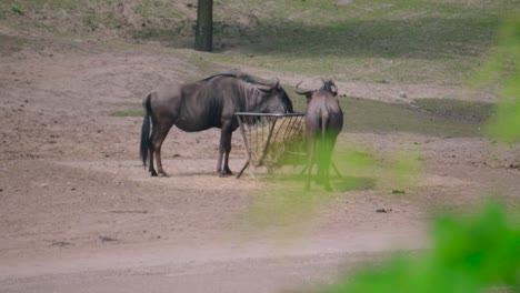 A-couple-of-brindled-wildebeest-grazing-dry-grass-in-a-zoo-or-park-on-a-sunny-day