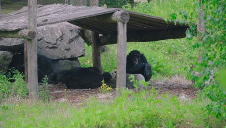 Eine-Gruppe-Von-Affen,-Die-Sich-Unter-Einem-Holzunterstand-In-Grüner-Umgebung-Entspannen