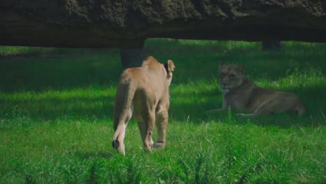 Löwin-Ruht-Auf-Gras-In-Der-Afrikanischen-Savanne-Und-Eine-Andere,-Die-In-Einer-Nahaufnahme-Vorbeigeht