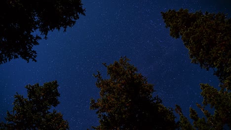 Beautiful-starry-night-sky-long-exposure-time-lapse-shot-of-stars-passing-and-the-Earth-rotating-with-large-green-pine-trees-surrounding-on-all-sides