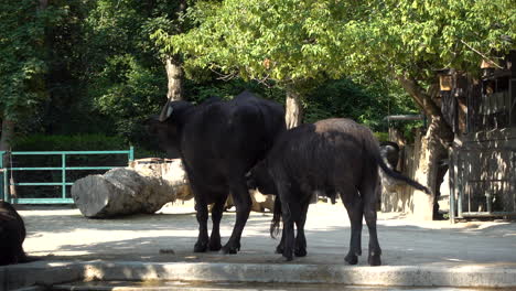 Mother-and-child-water-buffalo,-child-drinking-milk-outdoor