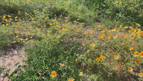 Schönes-Feld-Mit-Blühenden-Arizona-Mohnblumen-Im-Frühling