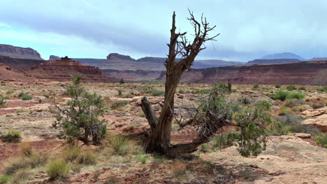 Zoom-out-on-bare-tree-in-desert-landscape,-Utah-backcountry