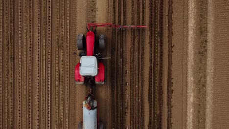 Birds-view-drone-flight-going-up-tractor-drives-over-field-and-pours-young-lettuce-plants-with-water