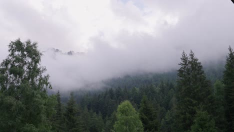 La-Nube-De-Niebla-Se-Mueve-Lentamente-Hacia-Las-Copas-De-Los-árboles-Del-Bosque-Escondiéndolas