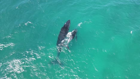 Aerial-birds-eye-shot-of-humpback-whale-and-newborn-diving-in-clear-ocean-at-sun---Tracking-shot-of-Megaptera-novaeangliae-in-Exmouth,Australia