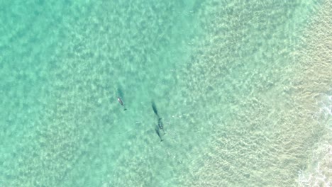 Vista-Superior-Aérea-De-Delfines-Jugando-En-Agua-De-Mar-Limpia-Y-Transparente