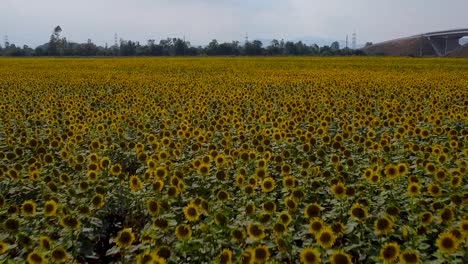 Fast-Drone-sideways-flight-over-yellow-blooming-sunflower-field-and-cloudy-sky
