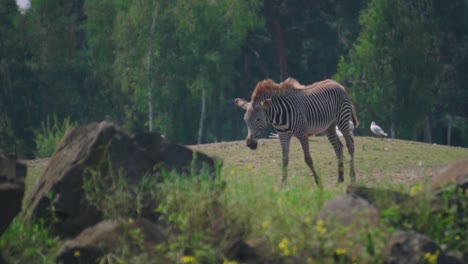 A-lone-large-adult-striped-Zebra-walks-through-a-grass-field-in-a-zoo