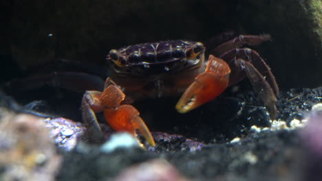 Eine-Rote-Krabbenkrabbe-Pflückt-Mit-Ihren-Krallen-Detritus-Und-Frisst-Ihn