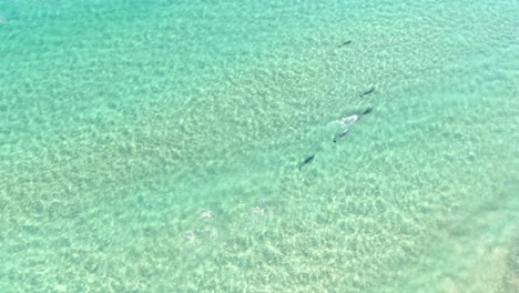 Aerial-top-down-view-of-dolphins-playing-in-clean,-transparent-sea-water