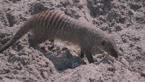 Banded-Mongoose-in-the-wild-and-walking-around