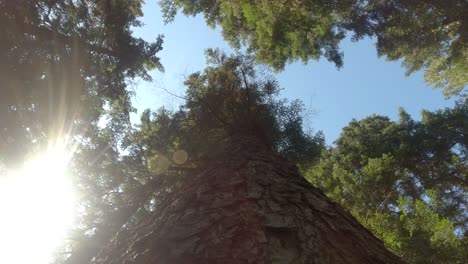 El-árbol-Cortado-Está-Cayendo-Al-Suelo-Con-La-Cámara-Conectada-Con-Impresionantes-Destellos-De-Lente,-Deforestación-Y-Ecología-Tema-Candente-En-El-Clima-Cambiante