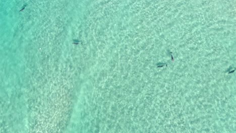 Aerial-top-view-of-group-of-dolphins-swimming,-playing-and-flipping-in-clean,-transparent-and-blue-sea-water-in-sunlight