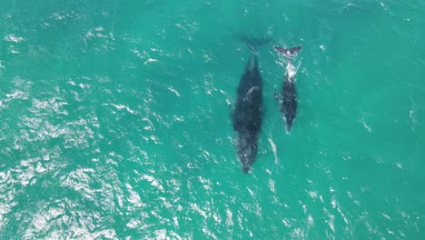 Aerial-track-shot-of-Humpback-Whale-and-Calf-swimming-together-and-Breathing