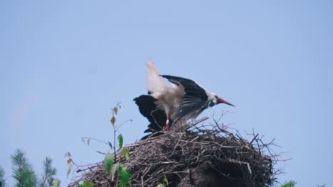 White-stork-in-courtship-period-in-early-spring