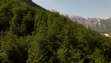 Wild-forest-with-pine-trees-on-slope-of-mountains-surrounding-Valbona-valley-in-Albania