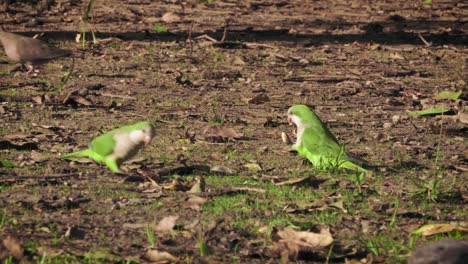 Gimbal-shot-of-parrots-and-doves-eating-bread-in-park