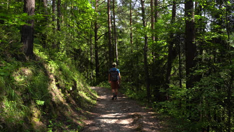 Natural-scenery-with-hiker-walking-through-bright-green-forest