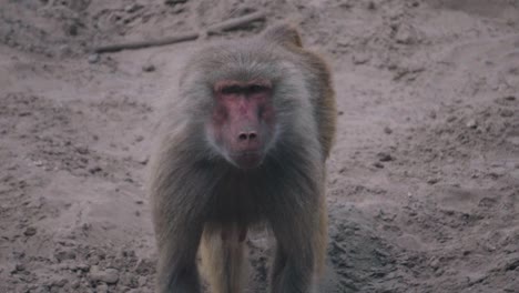 Chacma-Baboon--or-Cape-Baboon-walking-close-up-view