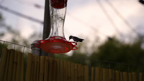 Slow-motion-clip-of-a-hummingbird-flying-away-from-a-red-bird-feeder-during-golden-hour-in-Southern-California