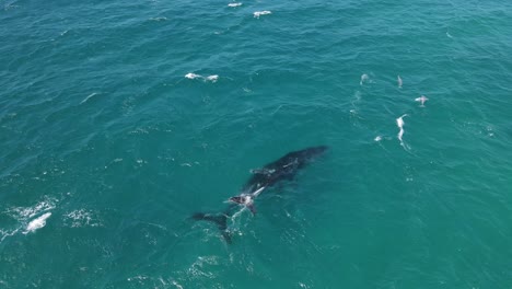 AERIAL---Humpback-whale-and-calf-breaching-the-water-in-Exmouth,-Australia