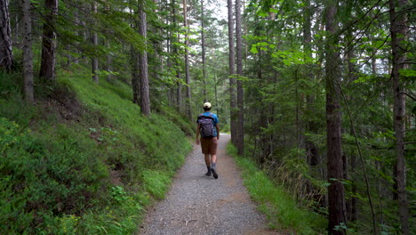 Impresionantes-Paisajes-Dentro-De-Un-Exuberante-Bosque-Verde-Con-Un-Excursionista-Masculino-Caminando-Por-él