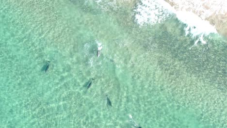 Eine-Gruppe-Von-Fünf-Delfinen-Schwimmt-Unter-Der-Oberfläche-Des-Blauen-Wassers